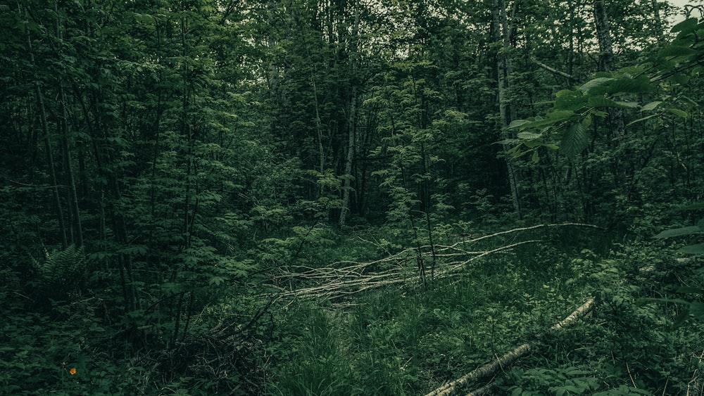 a lush green forest filled with lots of trees