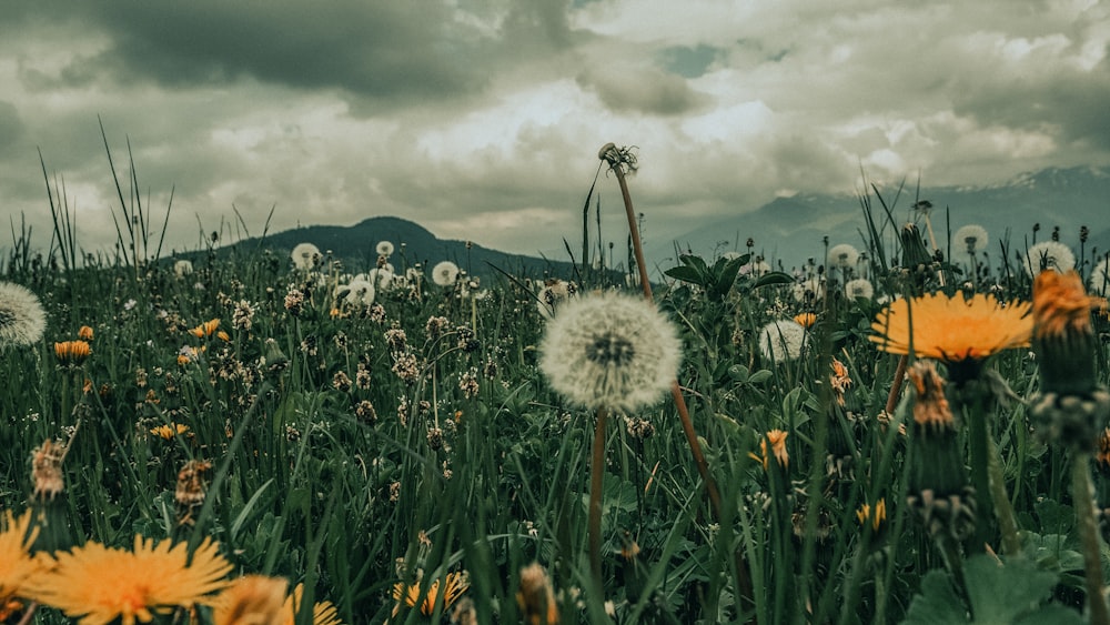 a field full of dandelions under a cloudy sky