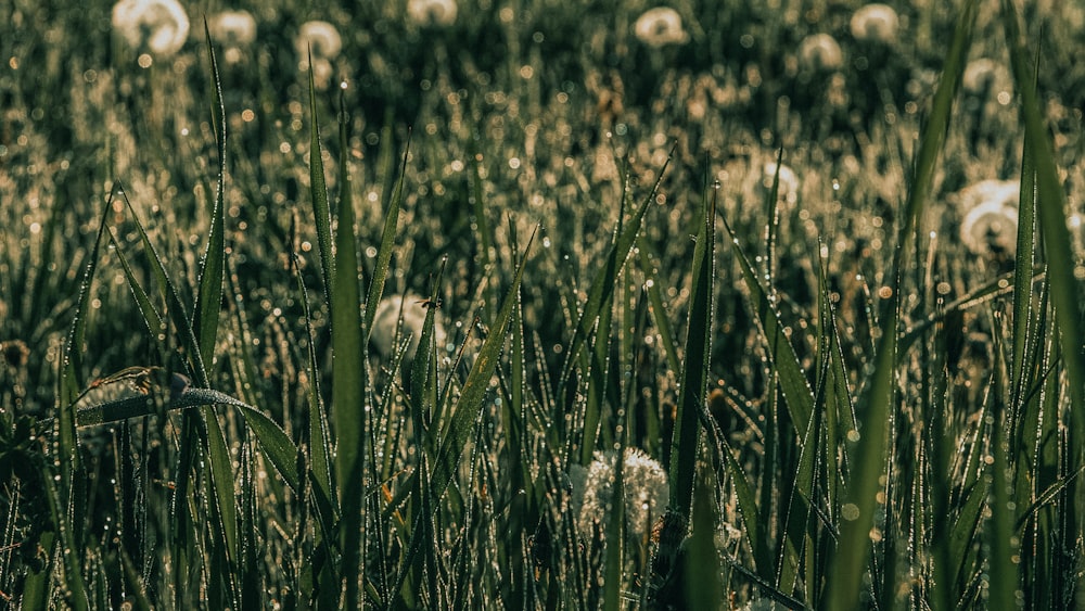 a field full of tall green grass covered in drops of dew