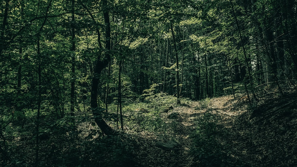 a dirt path in the middle of a forest