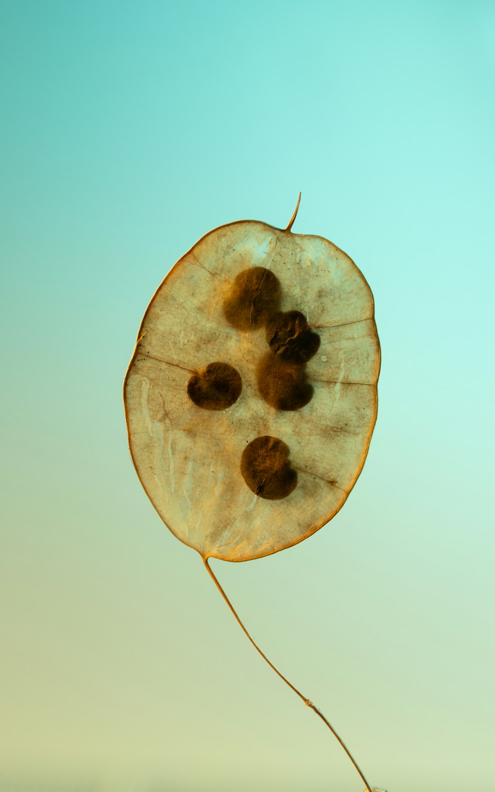 a leaf with a few seeds attached to it