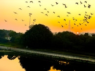 A sunset over a peaceful natural landscape with birds flying.