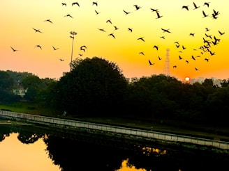 A sunset over a peaceful natural landscape with birds flying.
