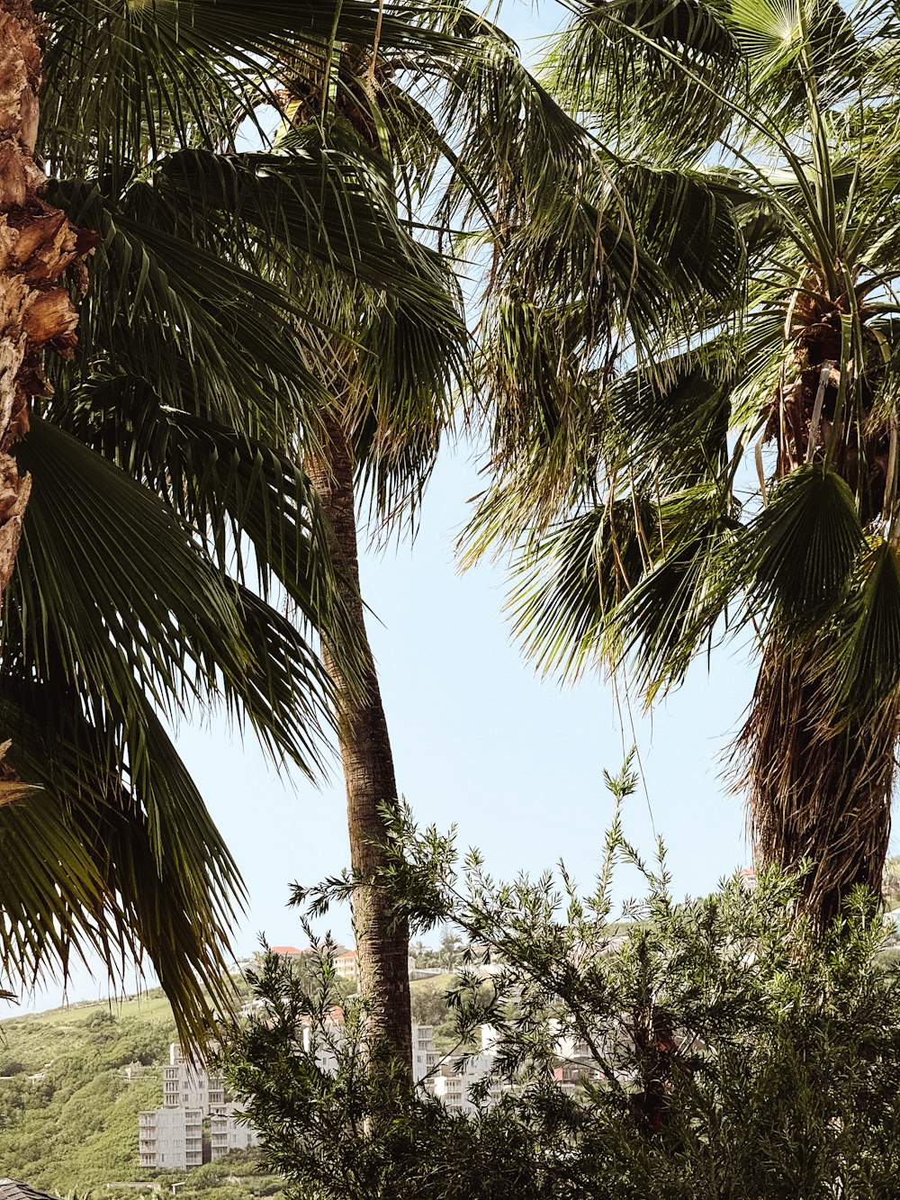 a couple of palm trees sitting next to each other