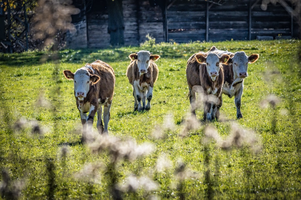 a herd of cows walking across a lush green field
