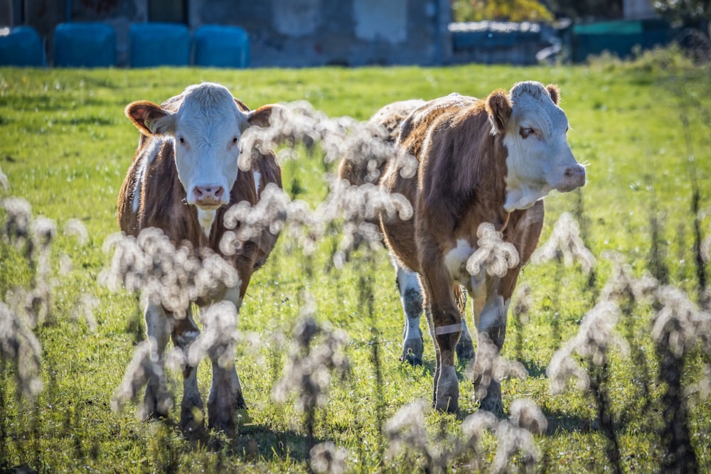 a couple of cows standing on top of a lush green field