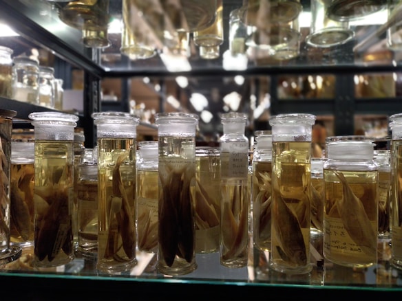 Glass jars filled with liquid, each containing preserved fish specimens, are organized on a shelf. The jars are tightly sealed and labeled, reflecting a laboratory or museum setting. The background displays reflections and other jars, suggesting a collection.
