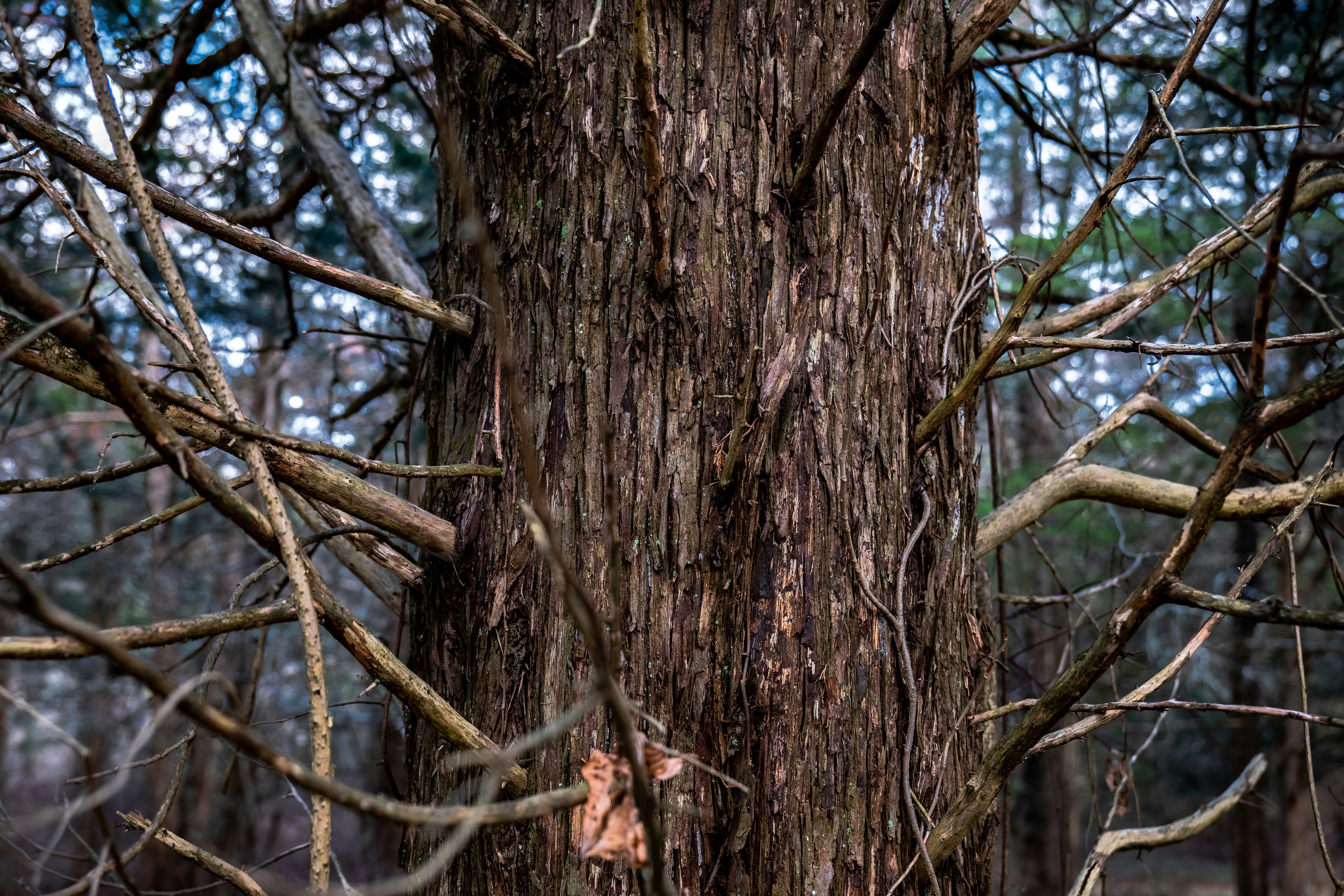 Photo by lunarimaginations