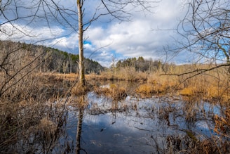 A serene wetland area with a tranquil body of water surrounded by sparse, leafless trees and shrubs. The sky above is partly cloudy, casting soft shadows on the landscape. In the background, there is a mix of evergreen and deciduous trees bordering the wetland.