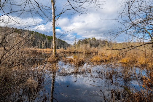 A serene wetland area with a tranquil body of water surrounded by sparse, leafless trees and shrubs. The sky above is partly cloudy, casting soft shadows on the landscape. In the background, there is a mix of evergreen and deciduous trees bordering the wetland.