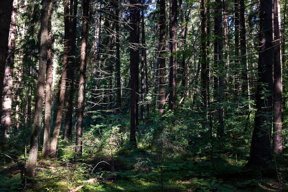 a forest filled with lots of tall trees