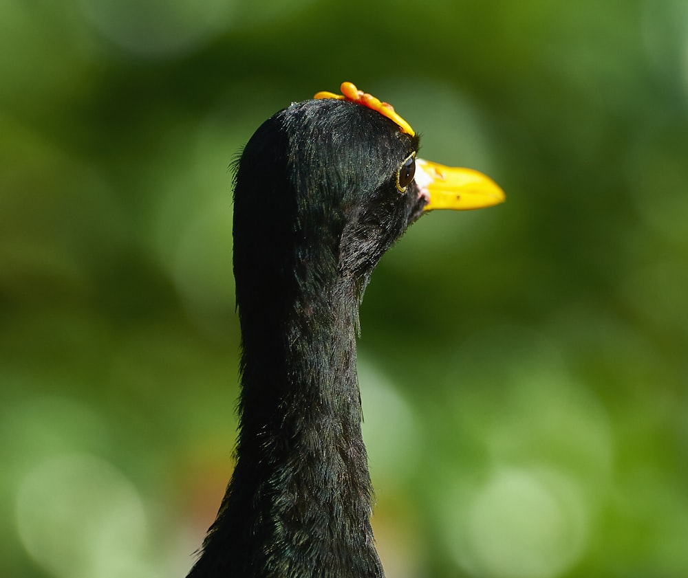 a close up of a black bird with a yellow beak