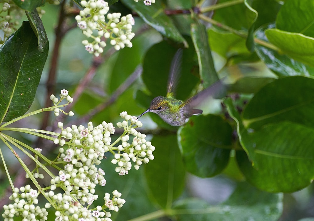 un colibrí revoloteando sobre un racimo de flores blancas