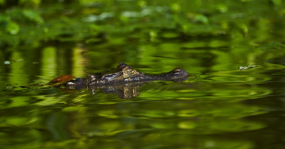 a small alligator swimming in a body of water