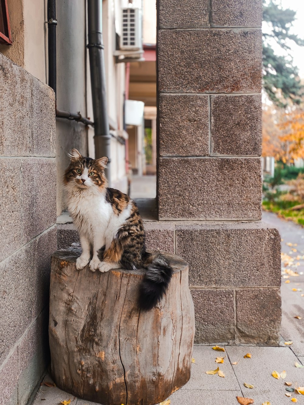 a cat sitting on top of a tree stump