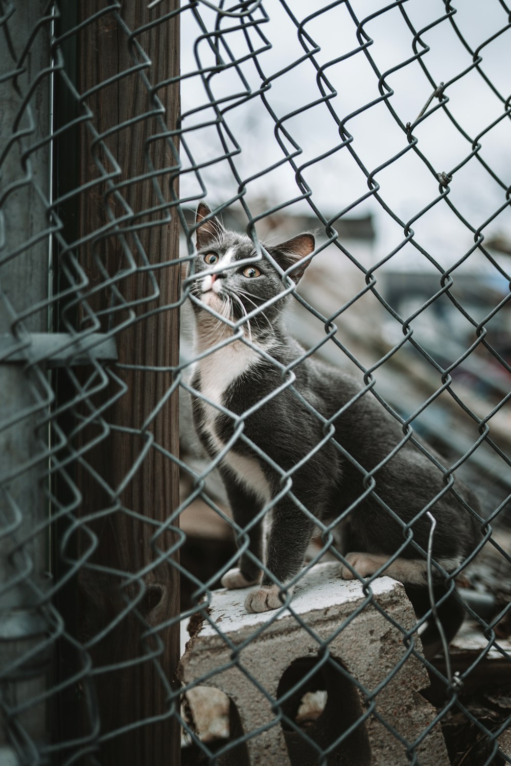 a black and white cat sitting behind a fence