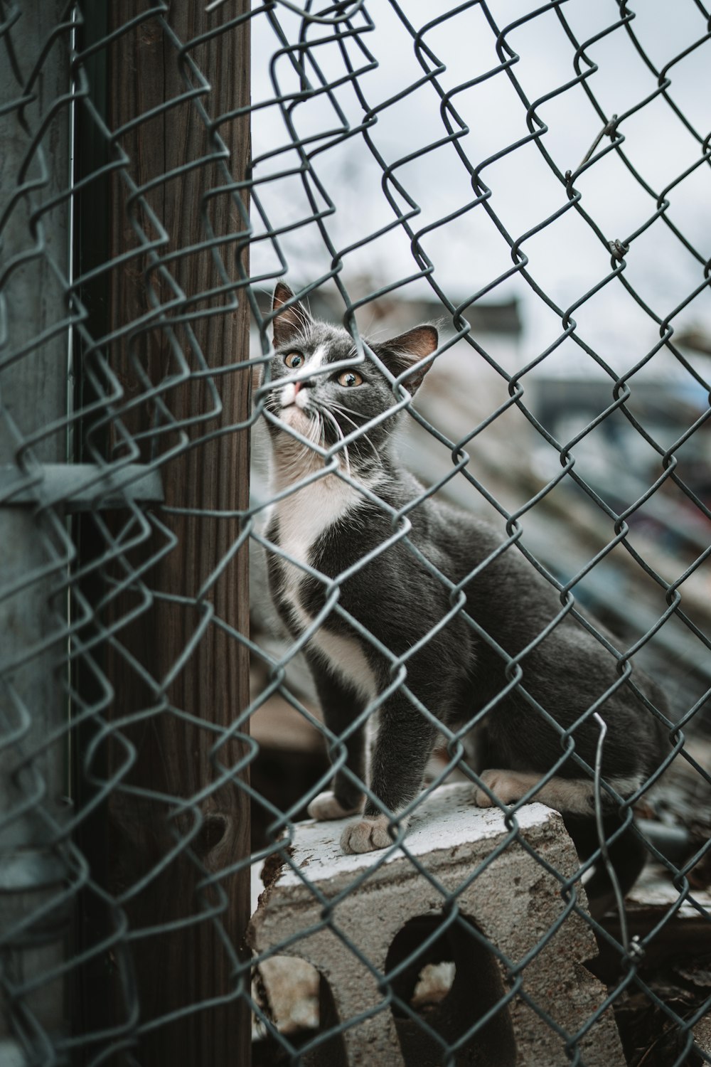 Eine schwarz-weiße Katze sitzt hinter einem Zaun