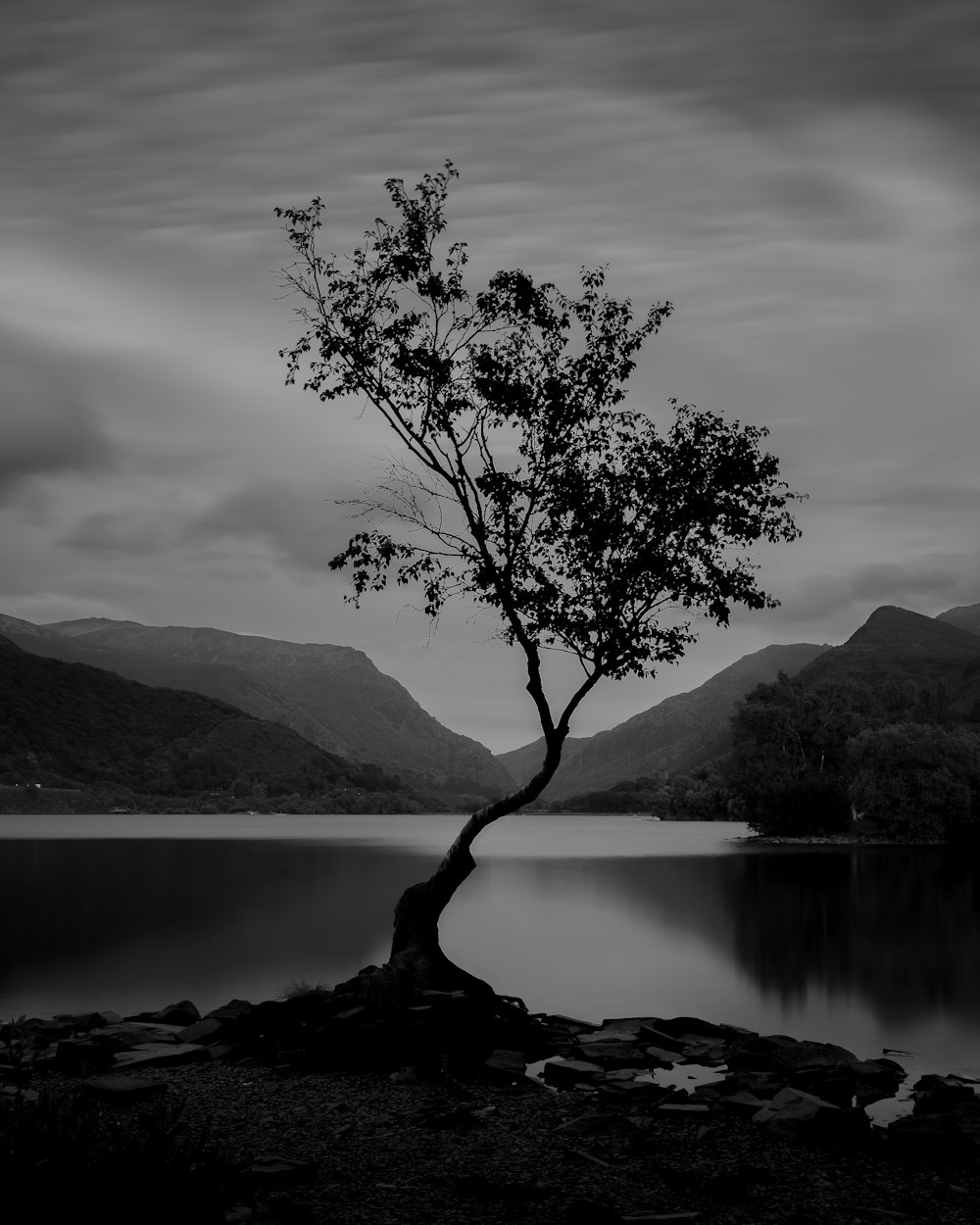 a black and white photo of a tree by a lake