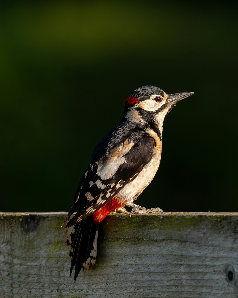 a woodpecker sitting on top of a wooden fence