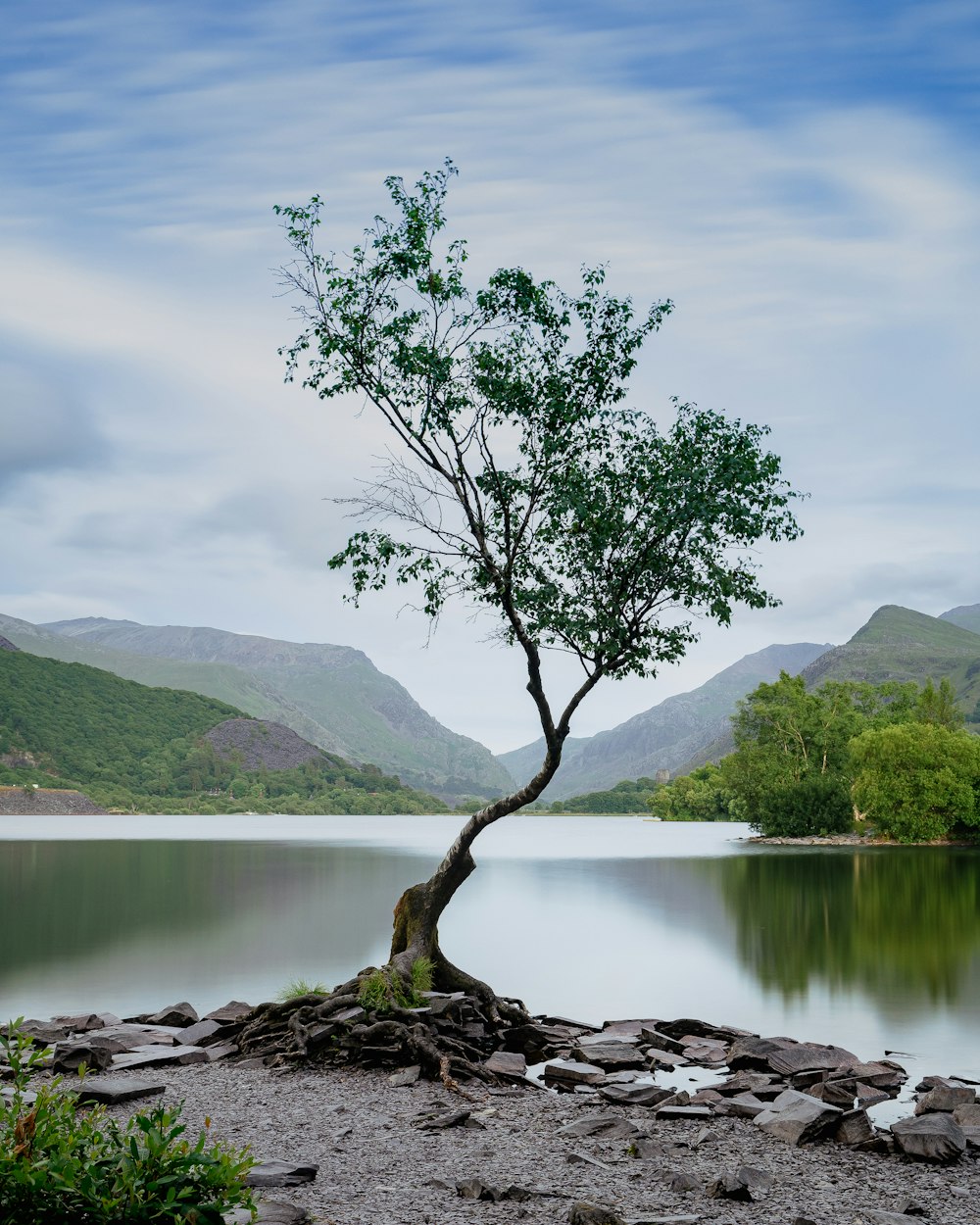 a lone tree on the shore of a lake