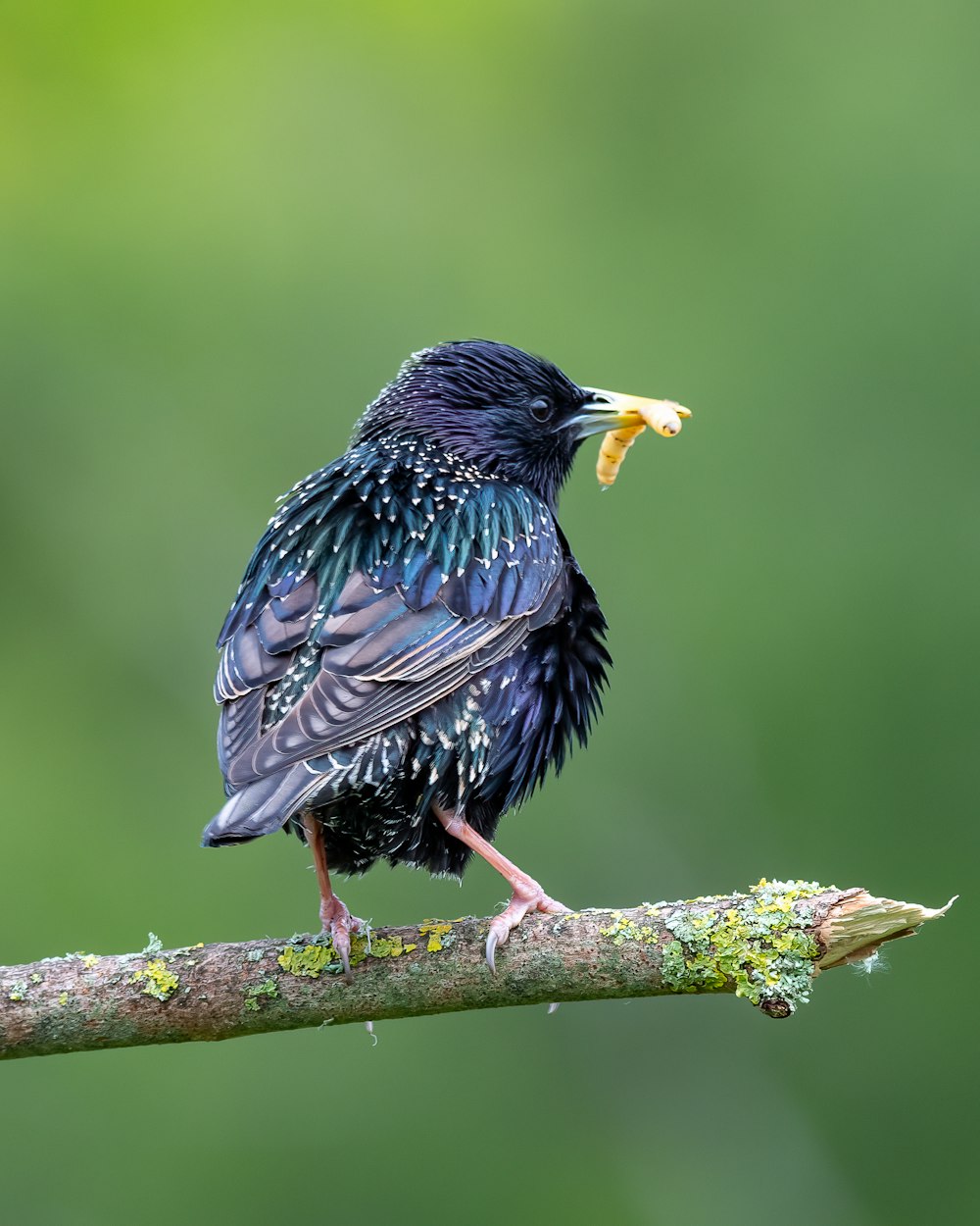 a black bird with a yellow beak sitting on a branch