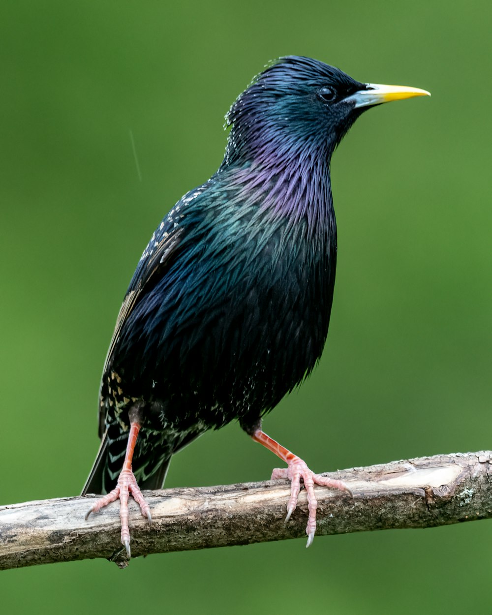 a black bird with a yellow beak sitting on a branch