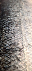 Close-up of the detailed scales of a Platinum Arowana shining under soft lighting