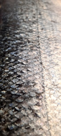 A close-up of intricate fish scales reflecting light in a dark environment.