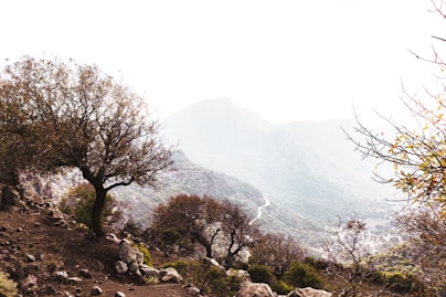 a view of a mountain range with rocks and trees