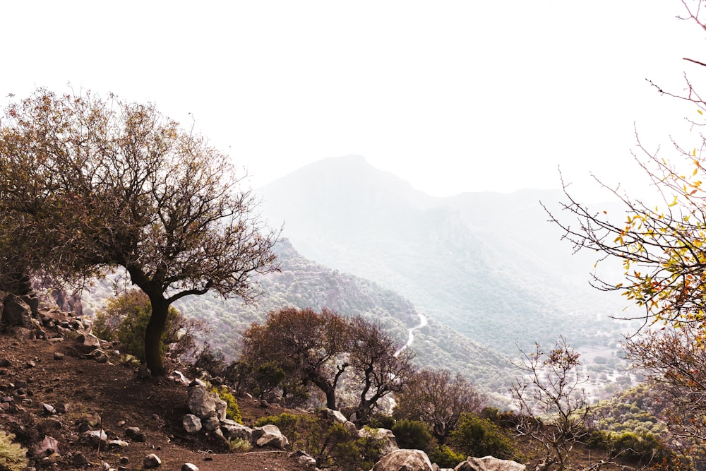 Una vista de una cadena montañosa con rocas y árboles