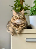 A fluffy tabby cat lounging in a sunny windowsill with green plants around.