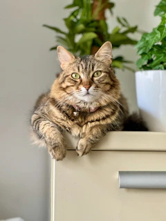 A fluffy tabby cat lounging on a sunlit windowsill surrounded by green plants.