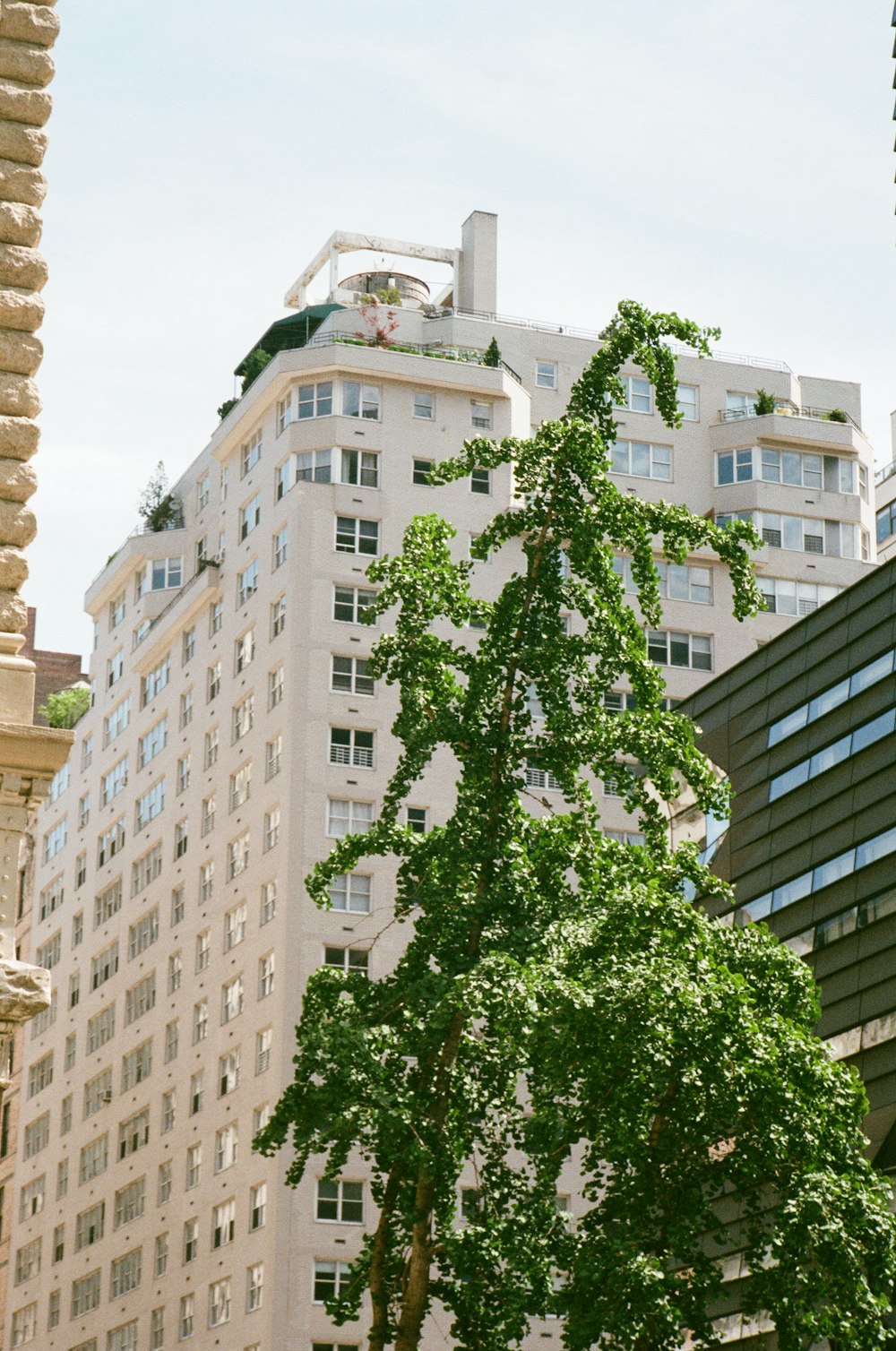 a tall white building with a green tree in front of it