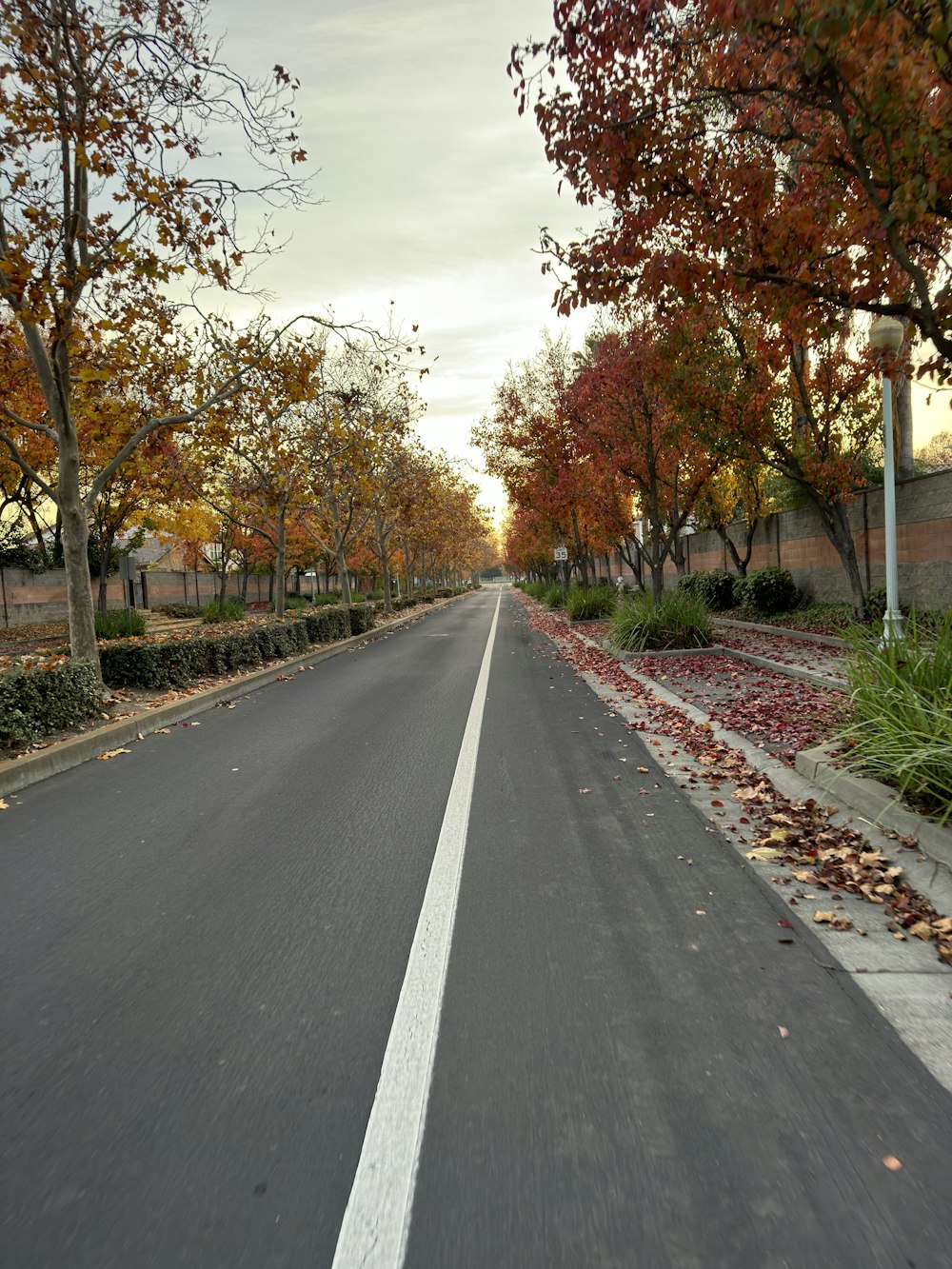 a street lined with lots of trees next to a sidewalk