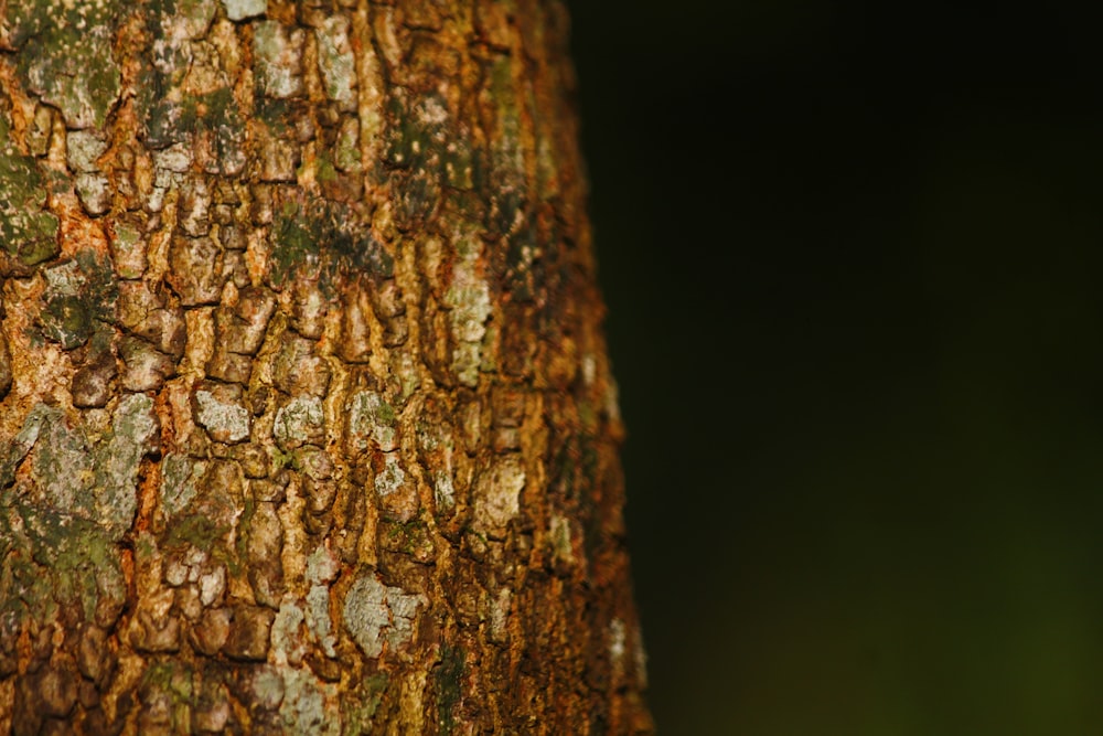 a close up of the bark of a tree