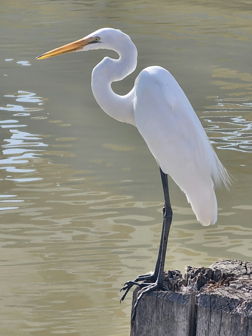 a white egret standing on a wooden post in the water