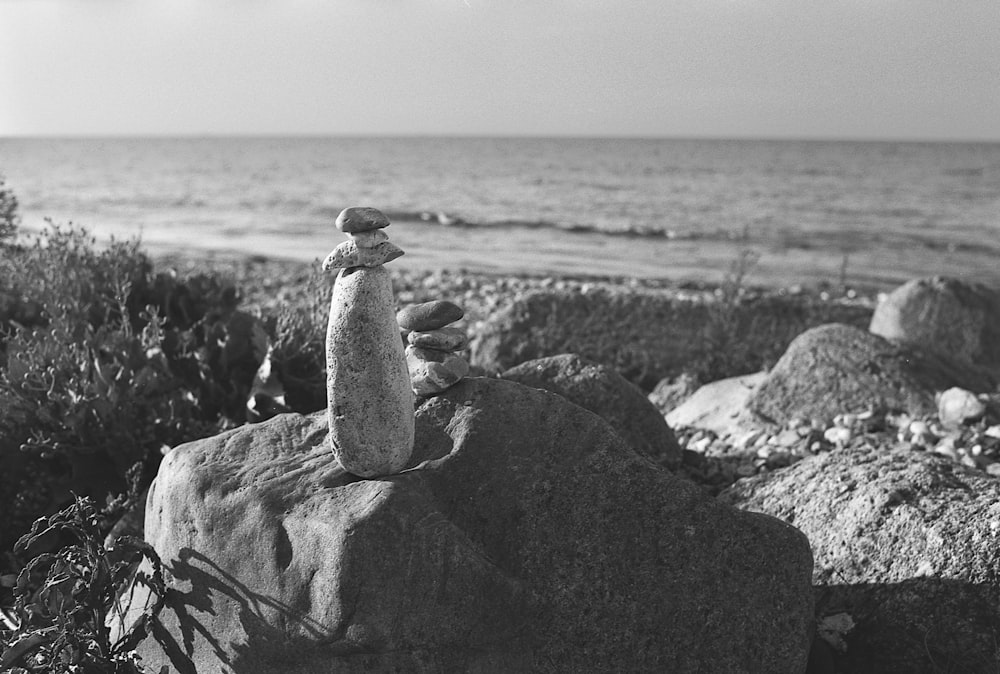 a black and white photo of a bird on a rock