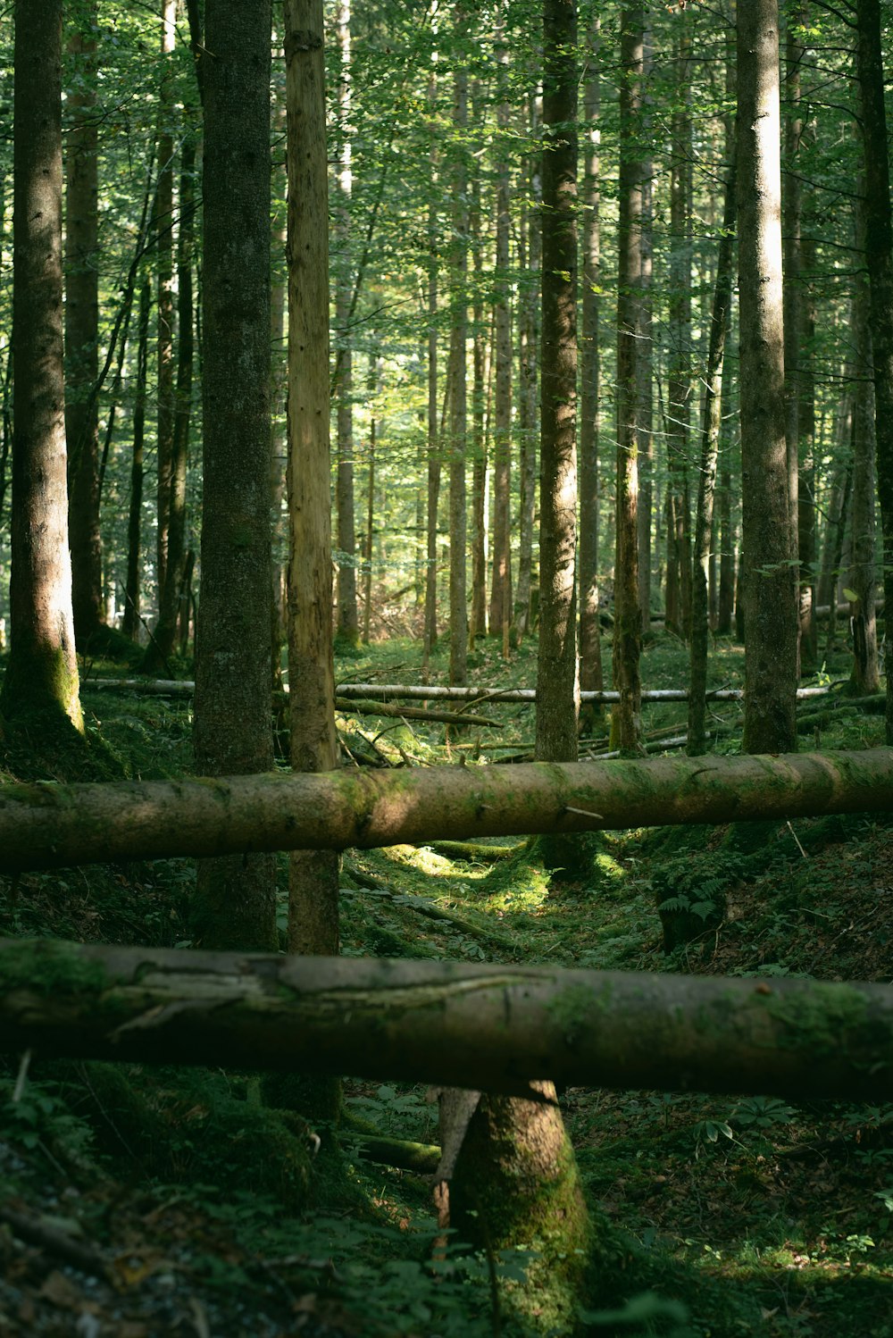 a lush green forest filled with lots of trees