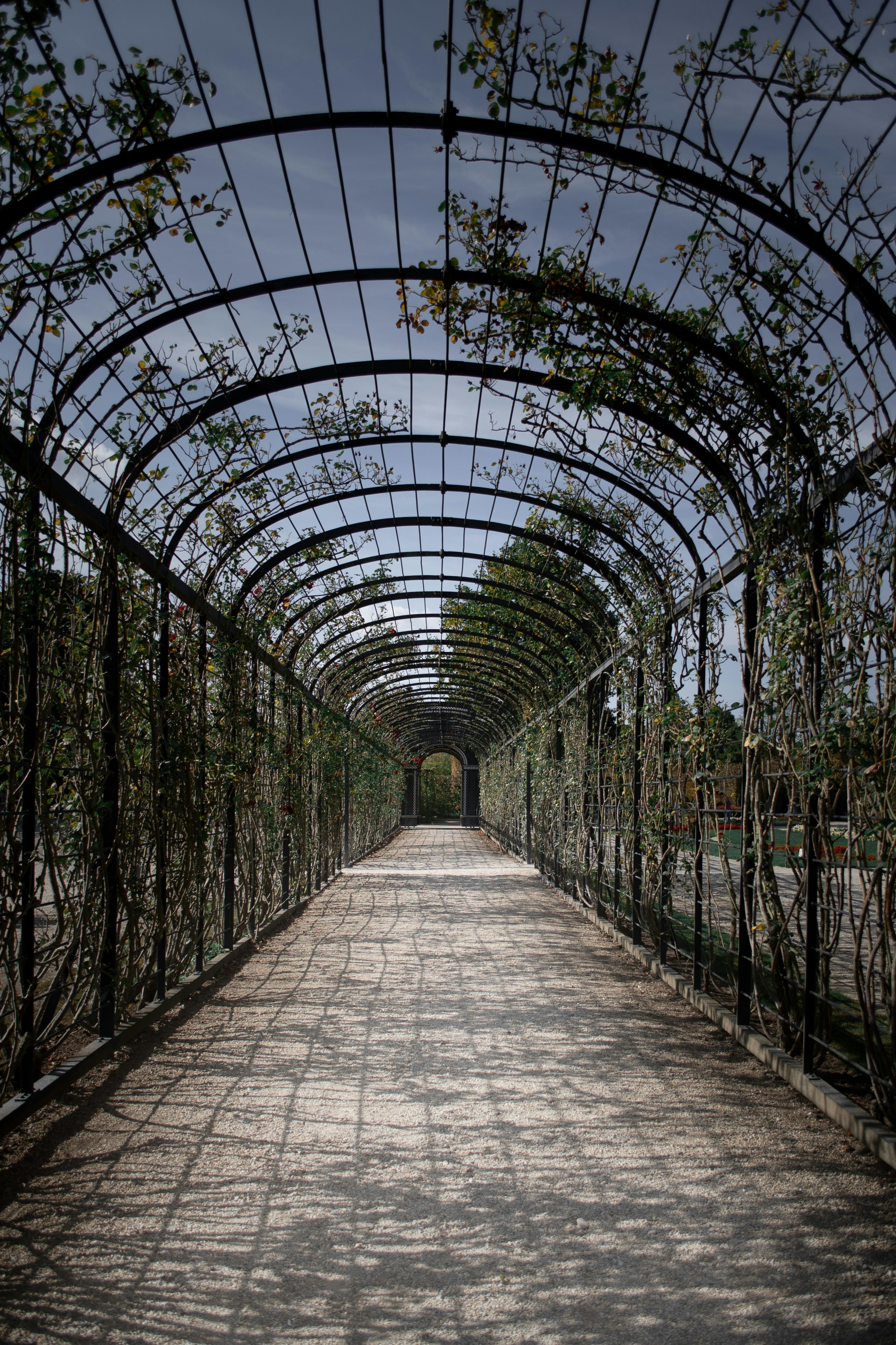 Un camino está bordeado de enredaderas y árboles