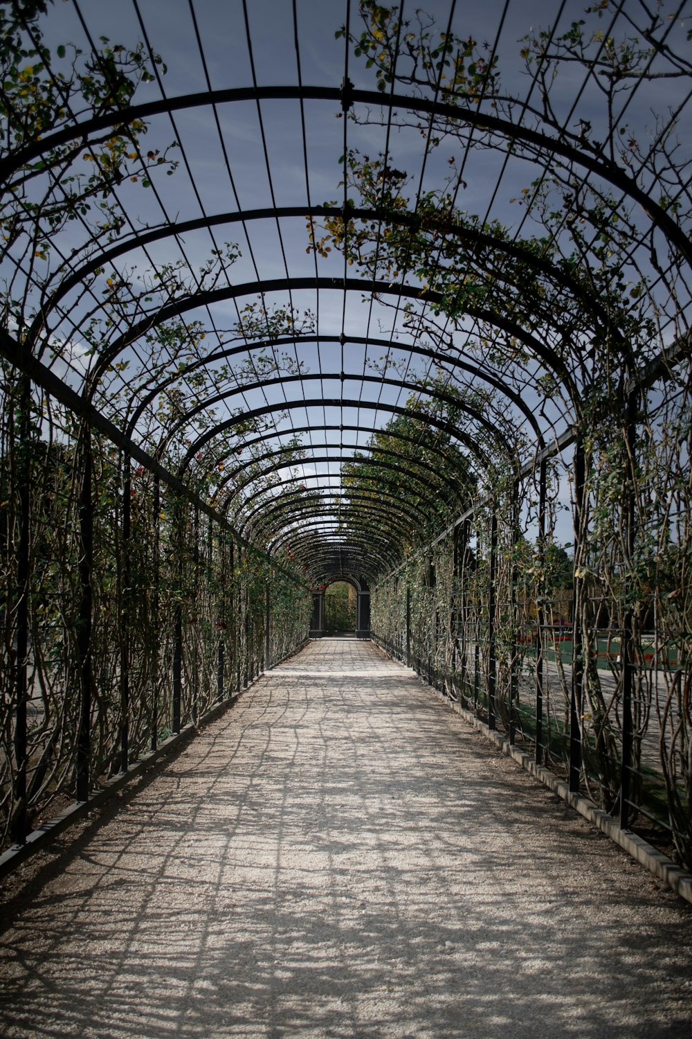 a walkway is lined with vines and trees