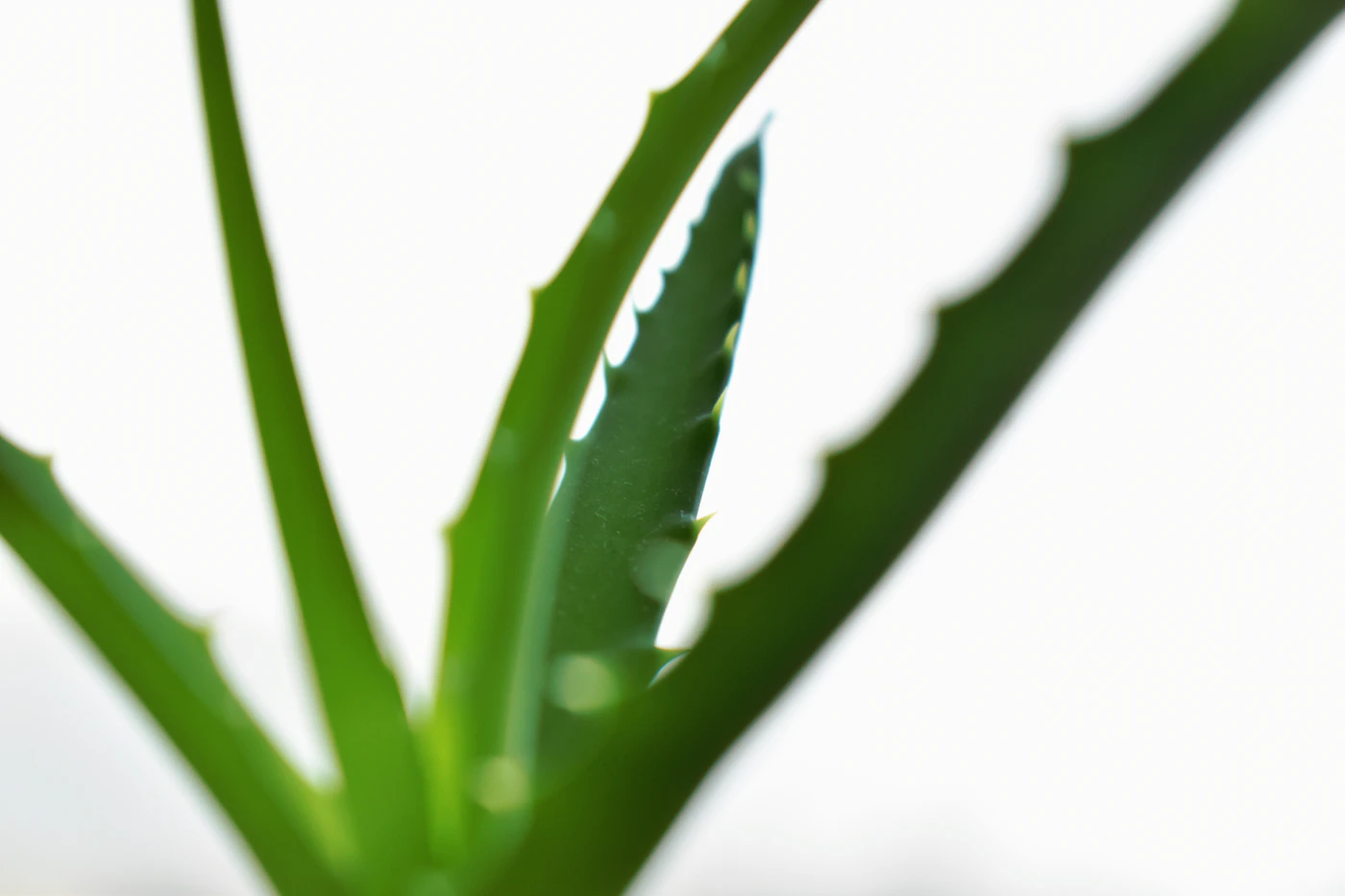 Tonique hydratant : aloe vera et figue pour les peaux normales à sèches