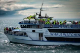 Tourists on a boat pointing excitedly at a group of whales swimming close to the vessel