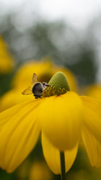 Close-up of a bee gently perched on a soft yellow flower against a black background.