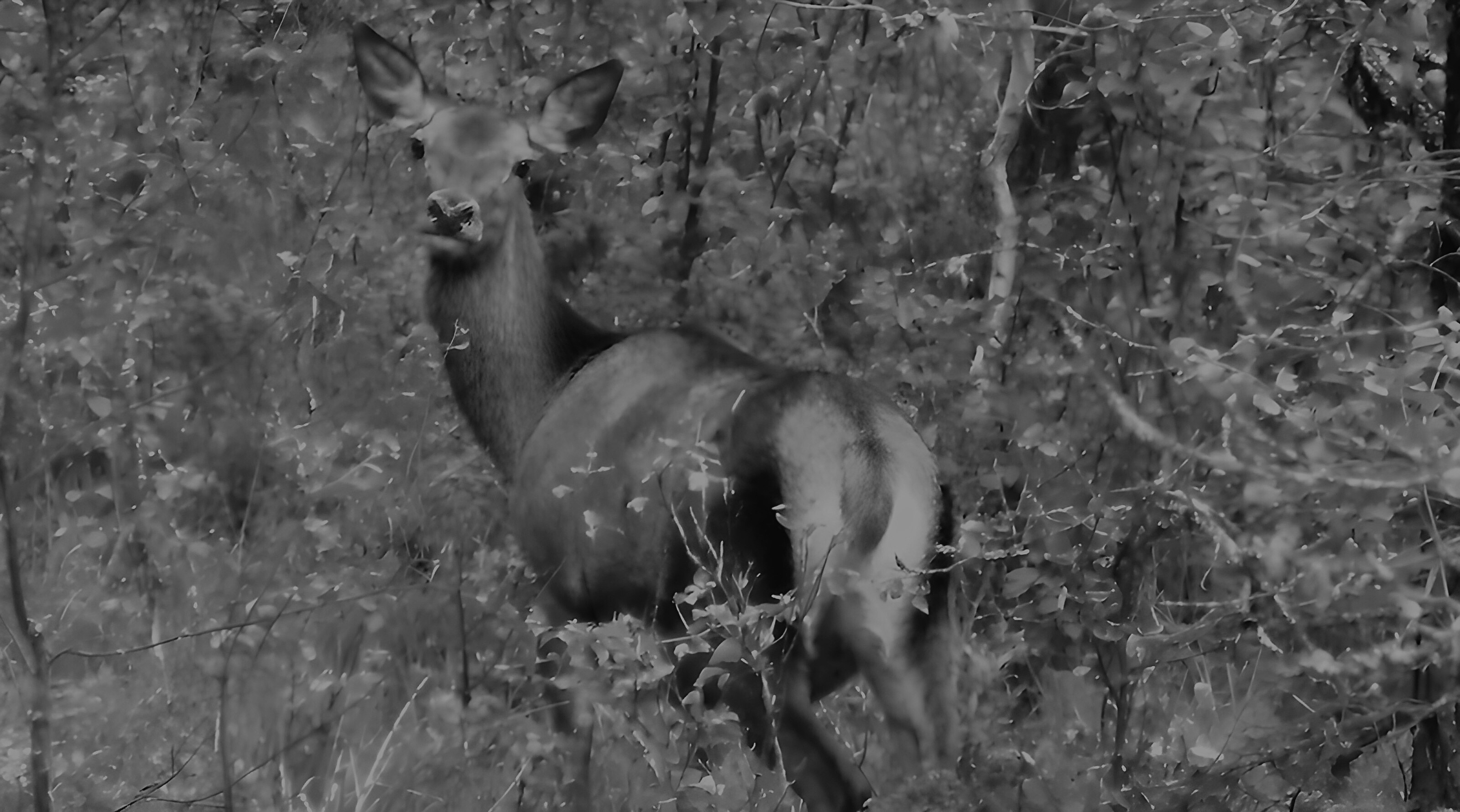 A Beautiful Deer at Horgesætrin!
