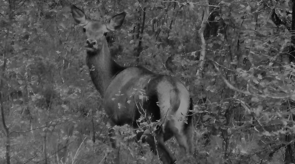 a black and white photo of a deer in the woods