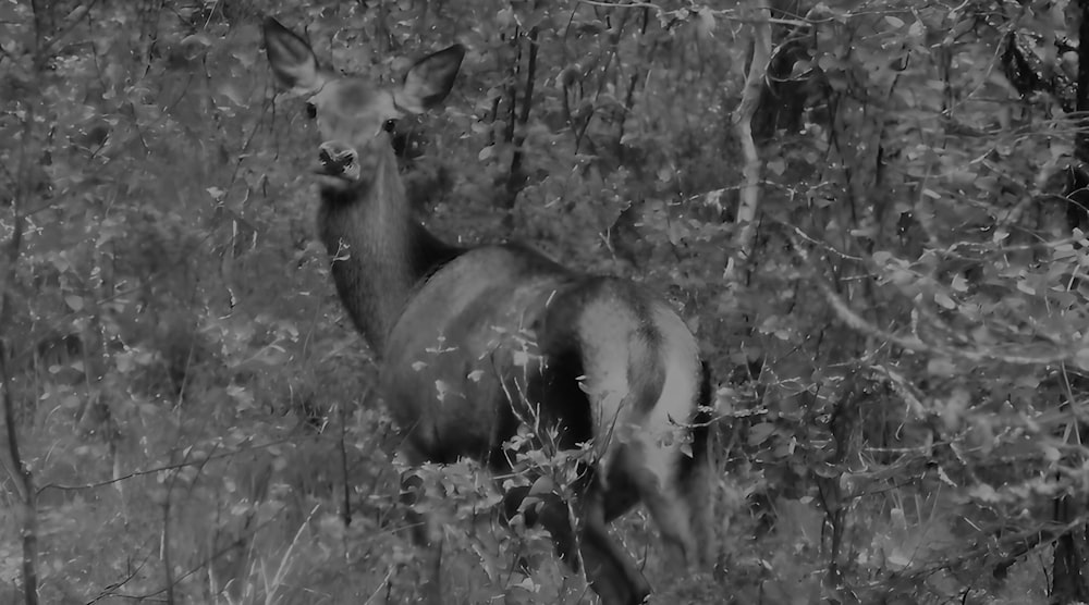 Una foto en blanco y negro de un ciervo en el bosque