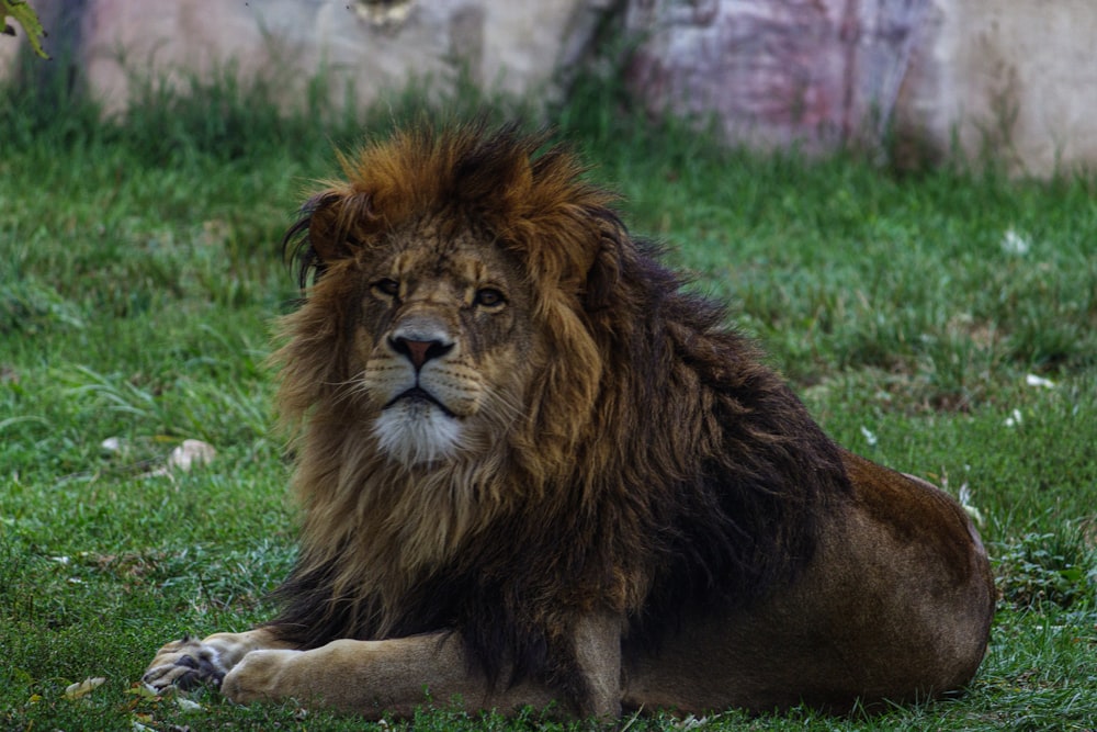 a lion laying in the grass with a rock in the background
