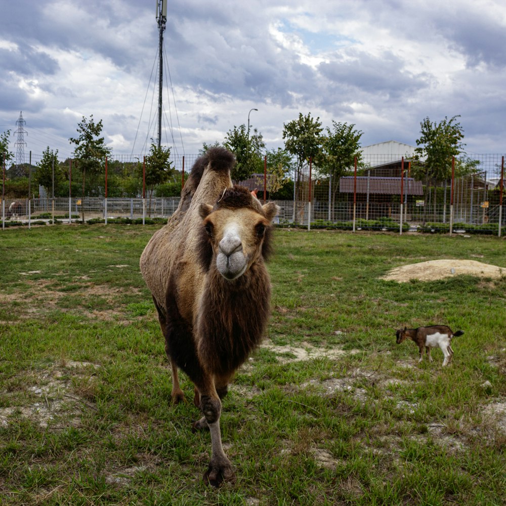 a camel and a dog in a fenced in area
