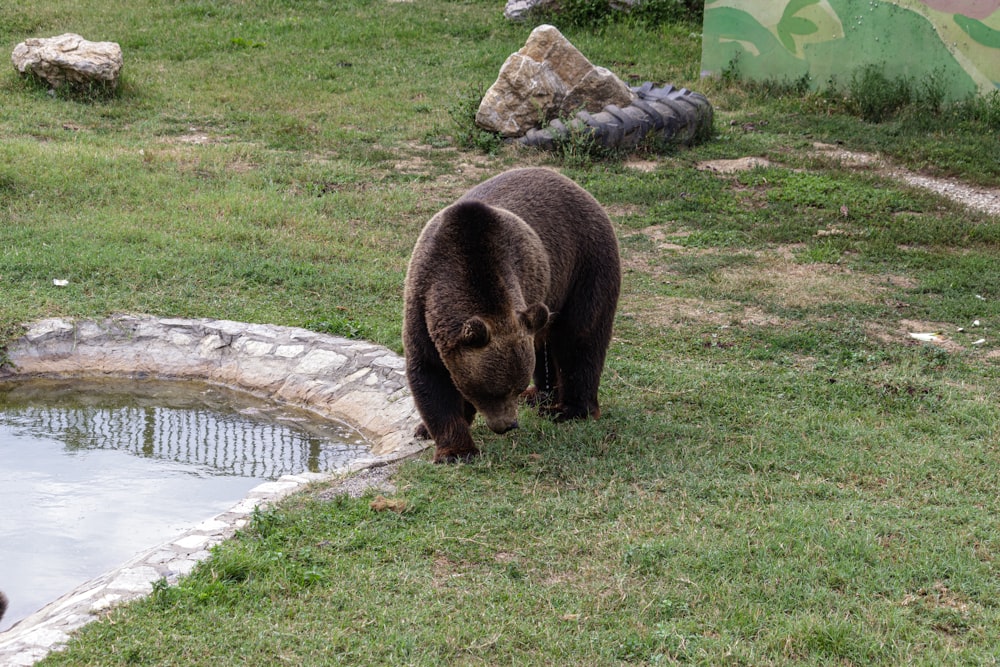 ein großer Braunbär, der auf einem grasbewachsenen Feld steht