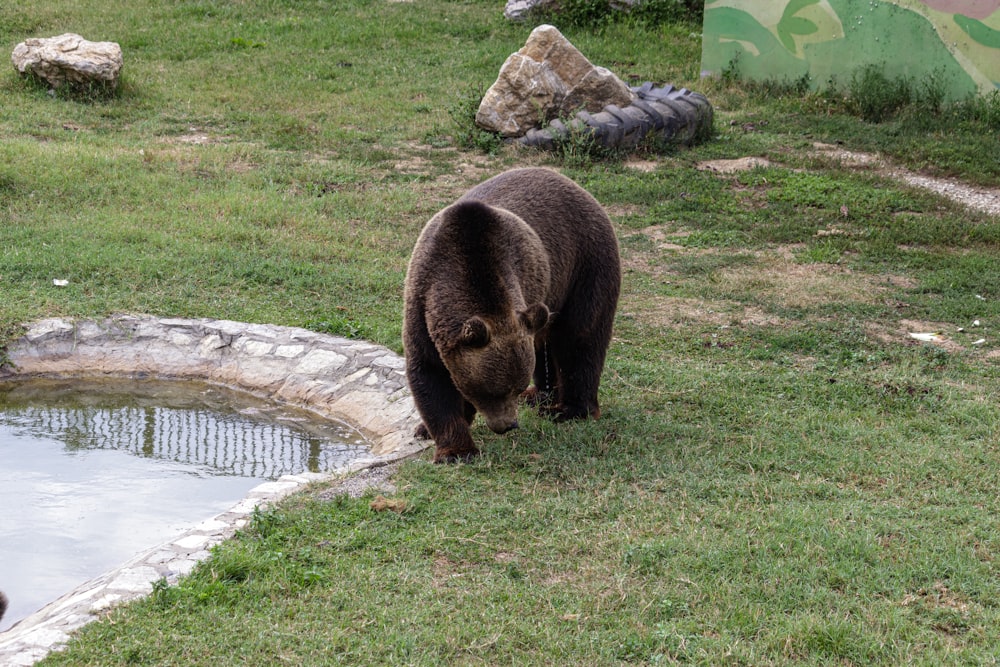 un grande orso bruno in piedi in cima a un campo coperto d'erba
